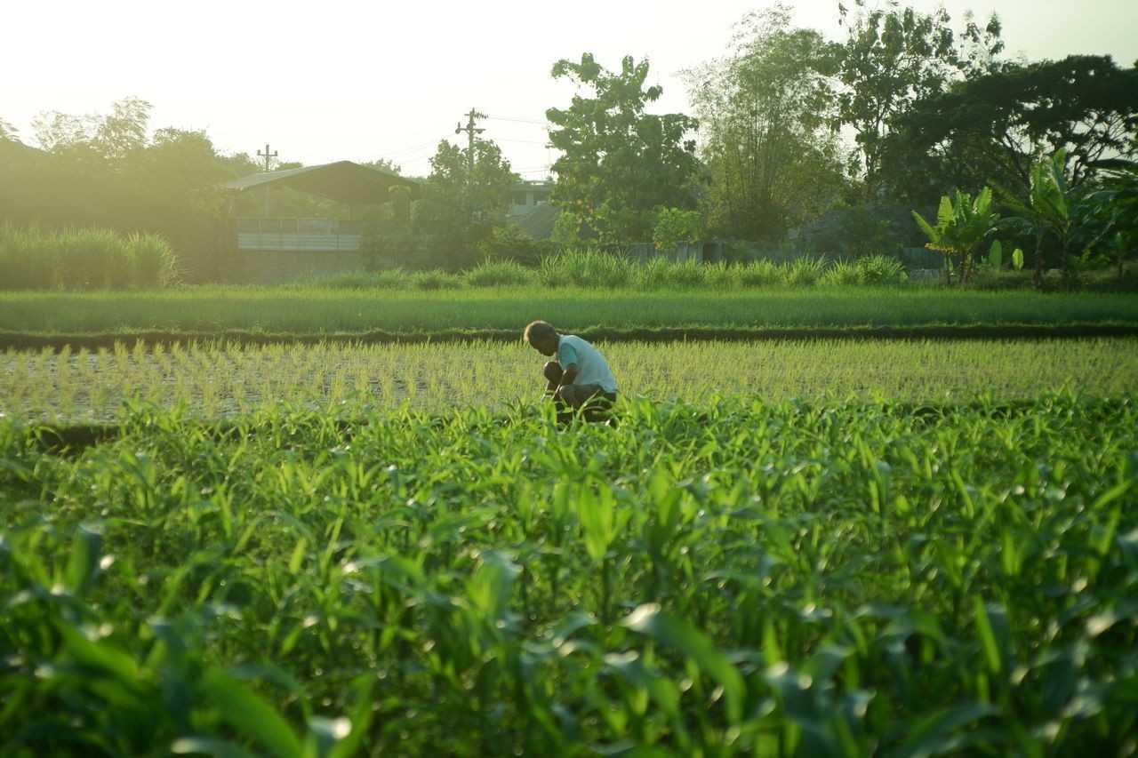 Panduan Internet untuk Pertanian: Solusi Jaringan, IoT, dan Smart Farming